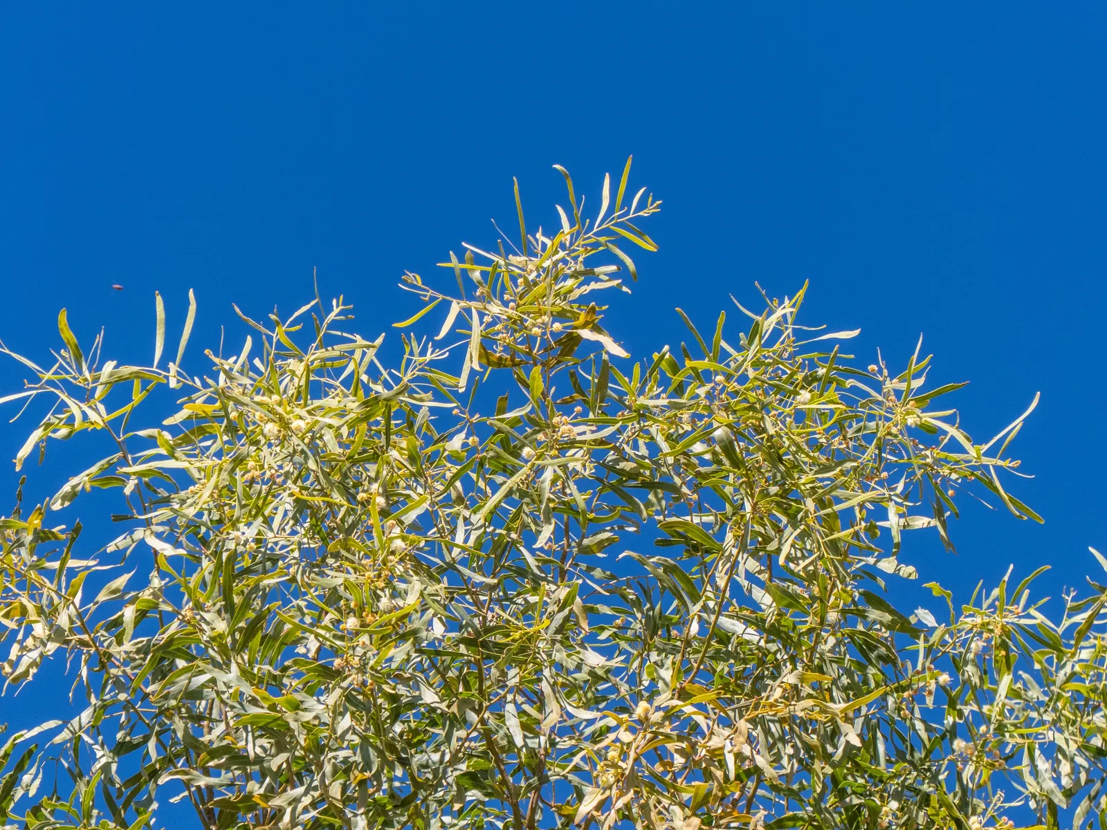 Weeping Acacia (Acacia Pendula) — enhancing the space with its graceful form and resilience to harsh conditions