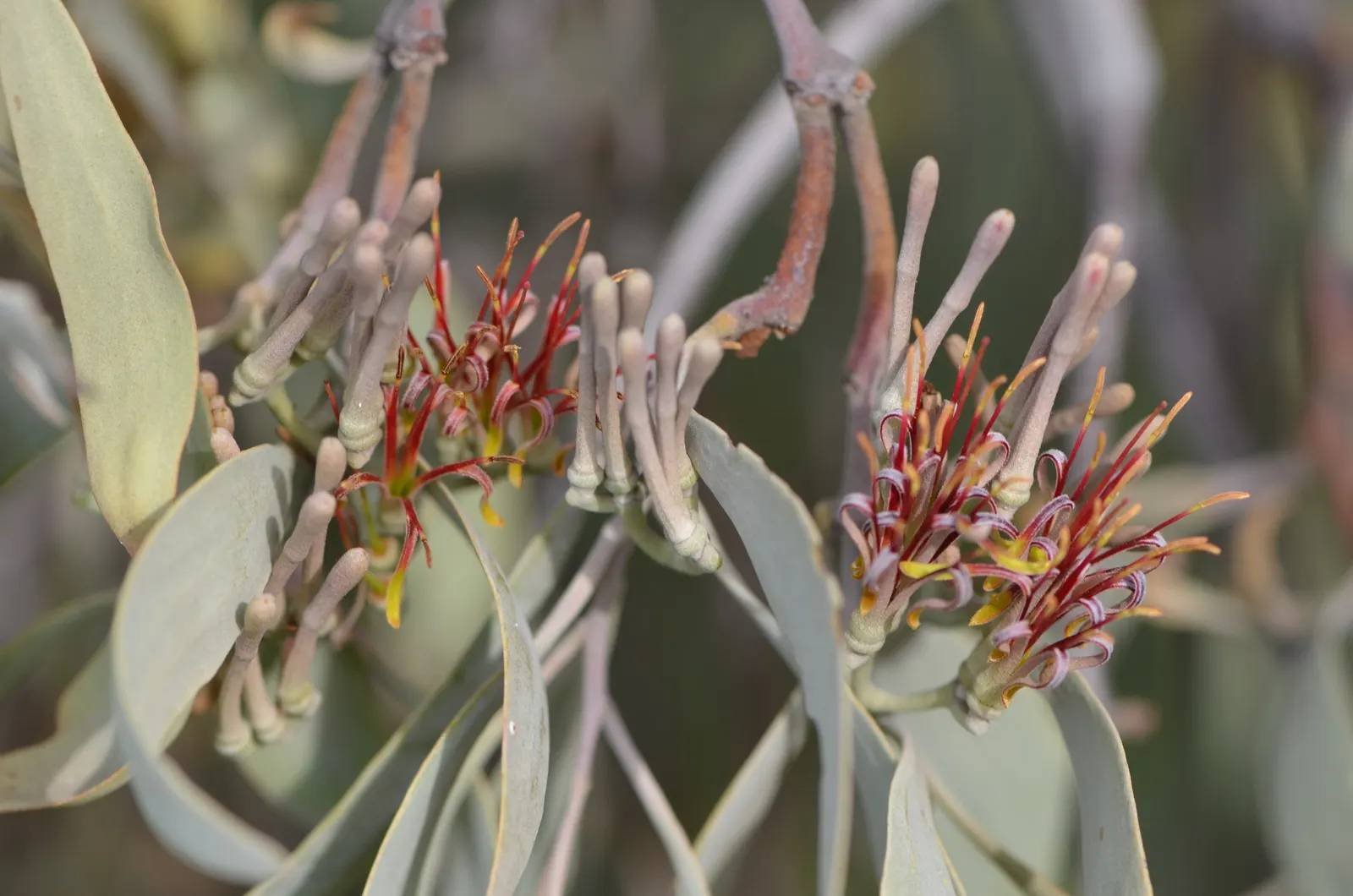 Weeping Acacia (Acacia Pendula) — typically visible in the late winter or early spring.<br><br>In terms of care