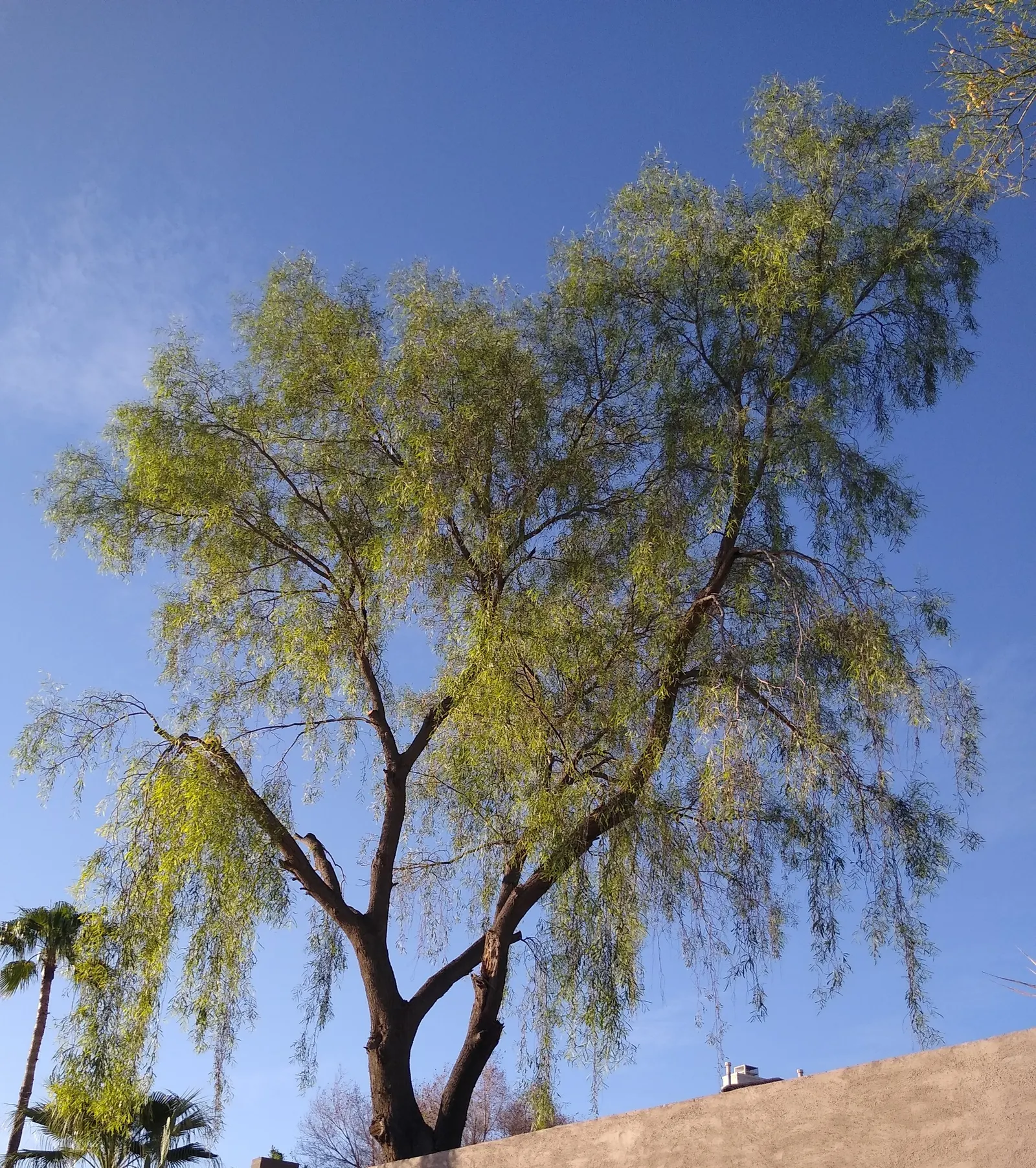 Weeping Acacia (Acacia Pendula) — blue-green leaves are long and often described as willow-like