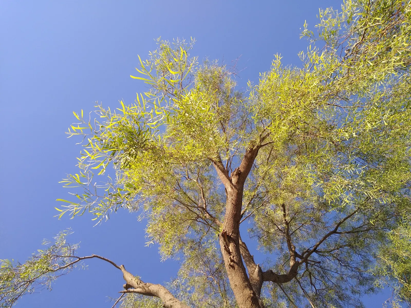 Weeping Acacia (Acacia Pendula) — creamy-yellow flowers that contrast subtly against its silvery foliage