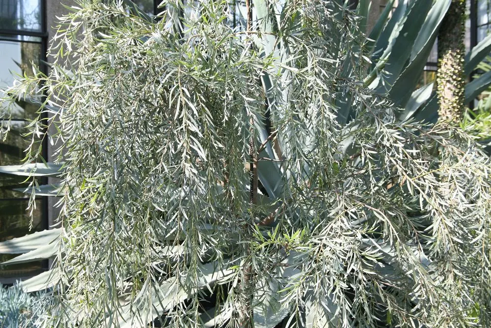 Weeping Acacia (Acacia Pendula) — Preferring full sun and well-drained soils; weeping Acacia (Acacia pendula), a drought-tolerant Australian native, showcases