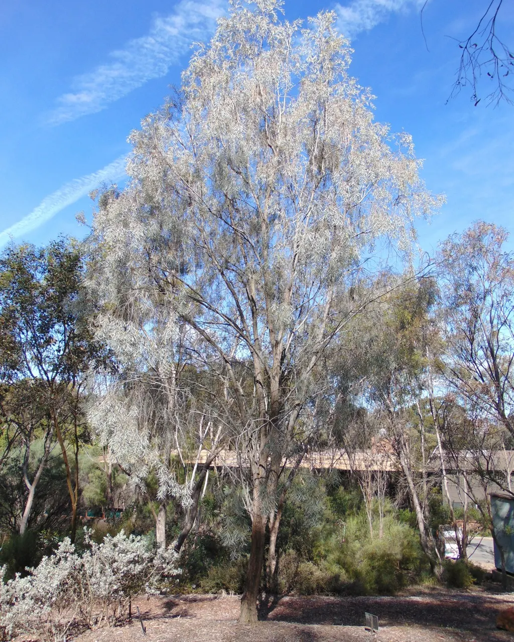 Weeping Acacia (Acacia Pendula) — It blooms modestly with rod-like; tree with yellow blooms