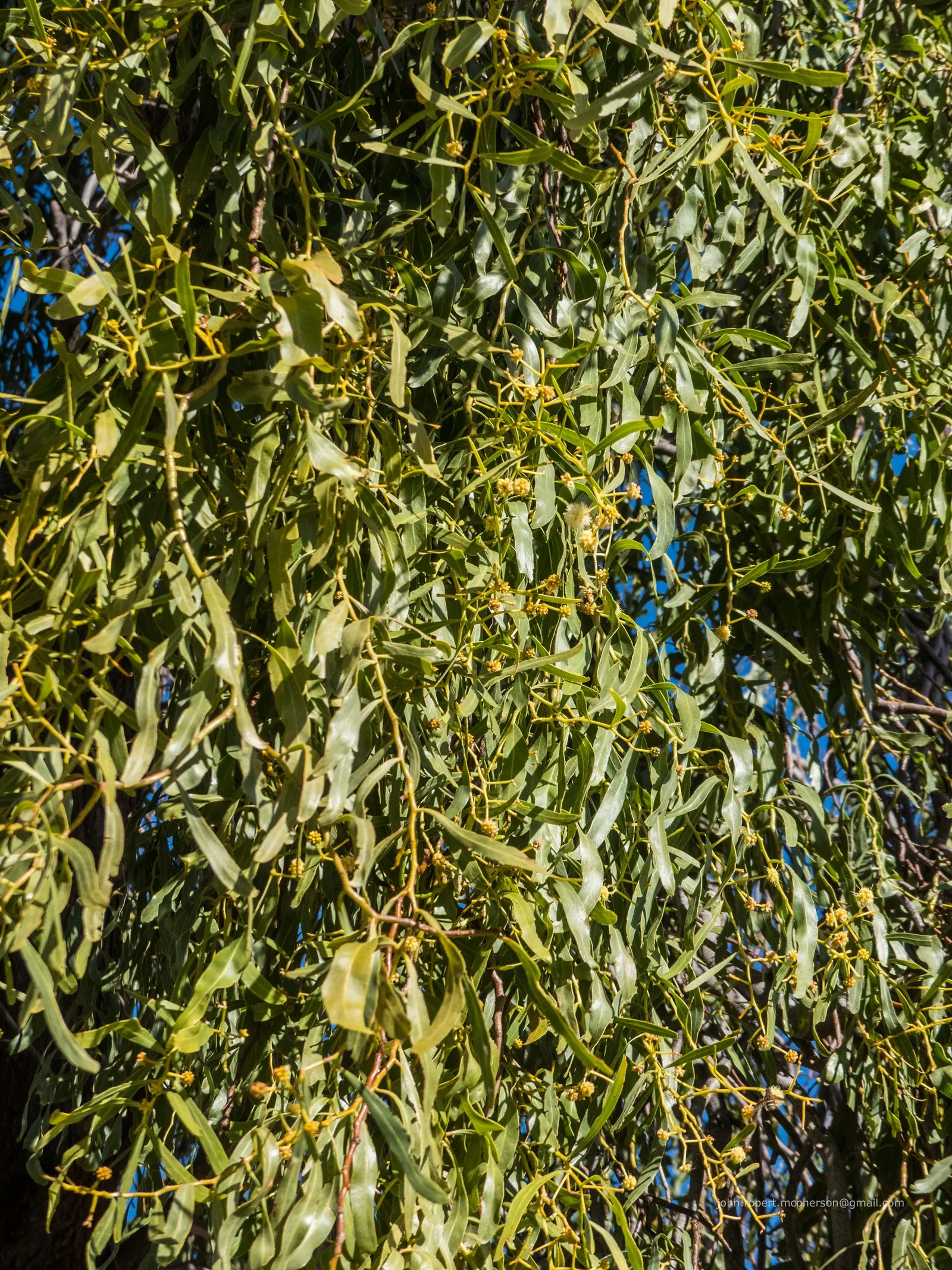 Weeping Acacia (Acacia Pendula) — Its silvery-gray foliage reaches up to 20 feet in height and spreads 15 feet in width; blue-green leaves are long and often