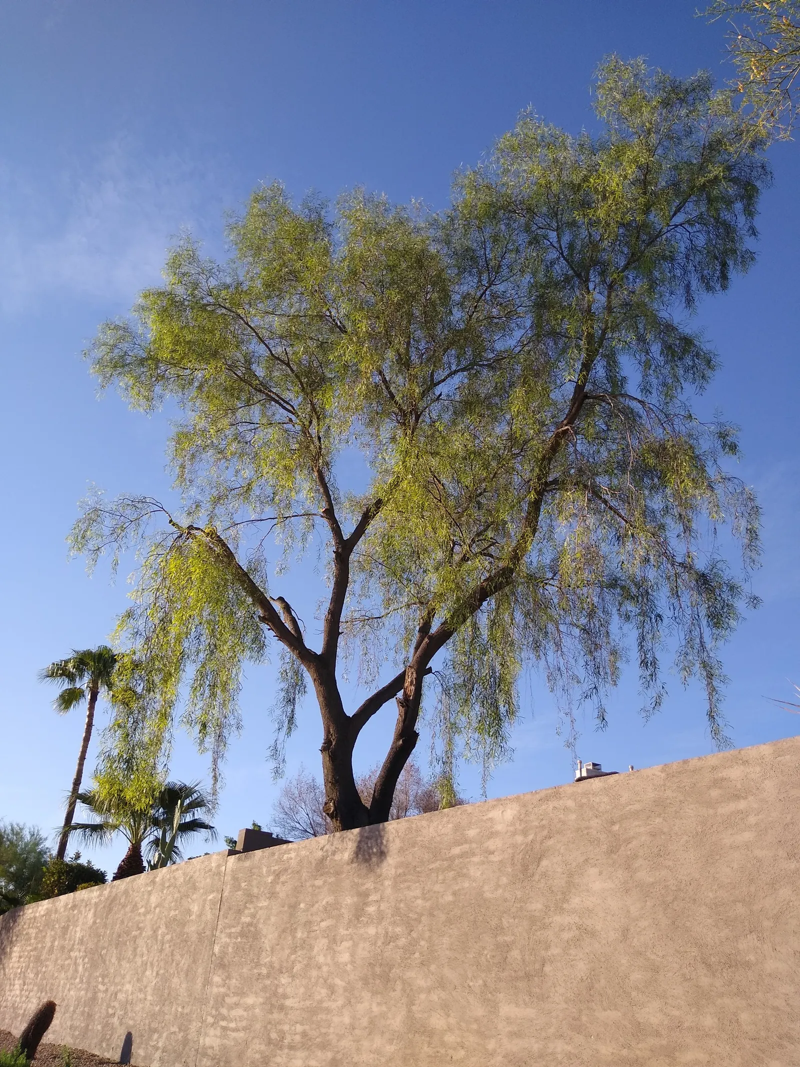 Weeping Acacia (Acacia Pendula) — creating a canopy that offers dappled shade