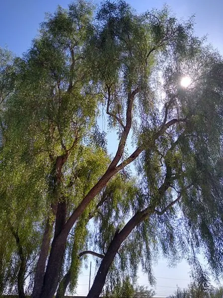 Weeping Acacia (Acacia Pendula) — It blooms modestly with rod-like