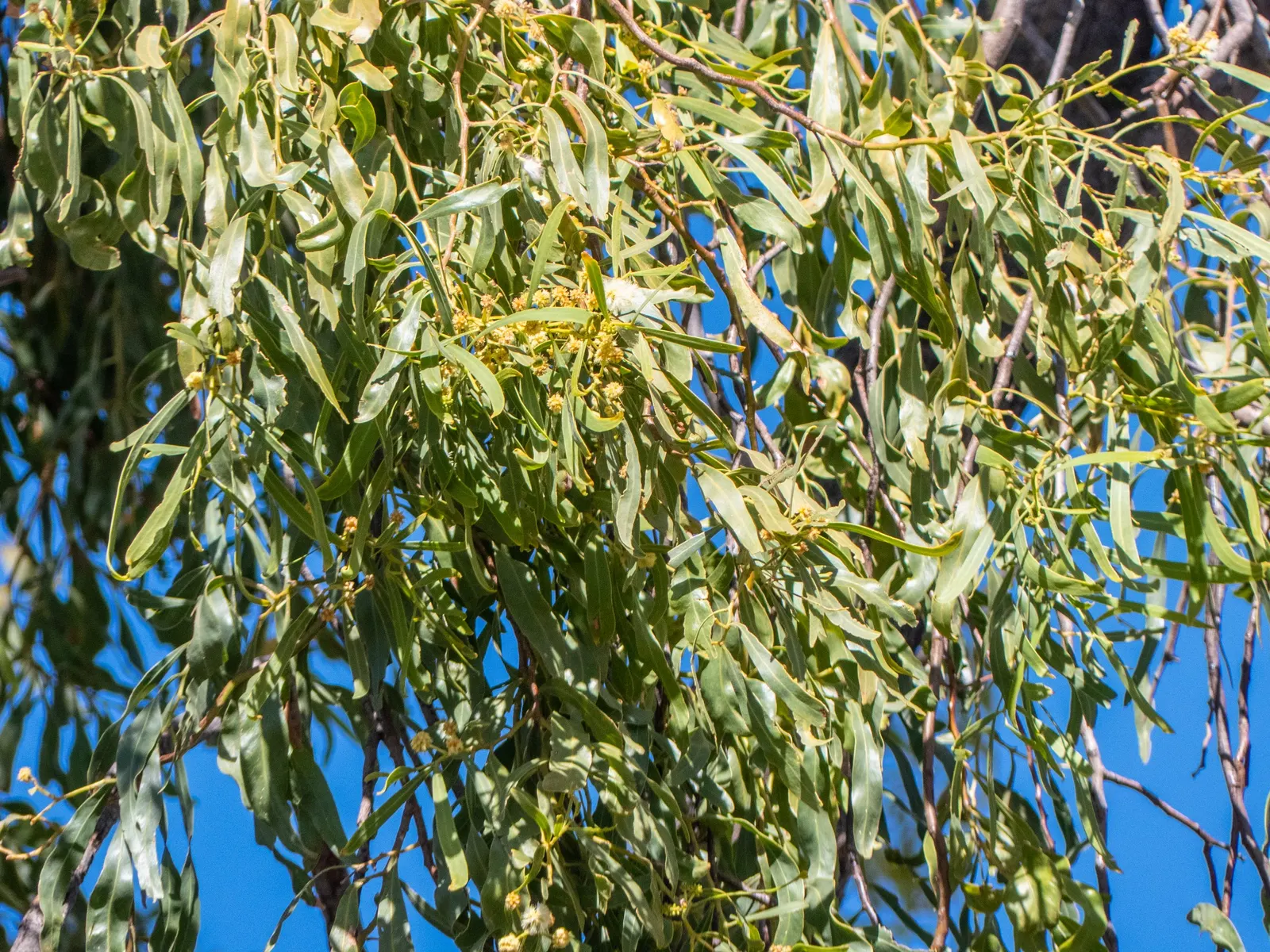 Weeping Acacia (Acacia Pendula) — tree for full