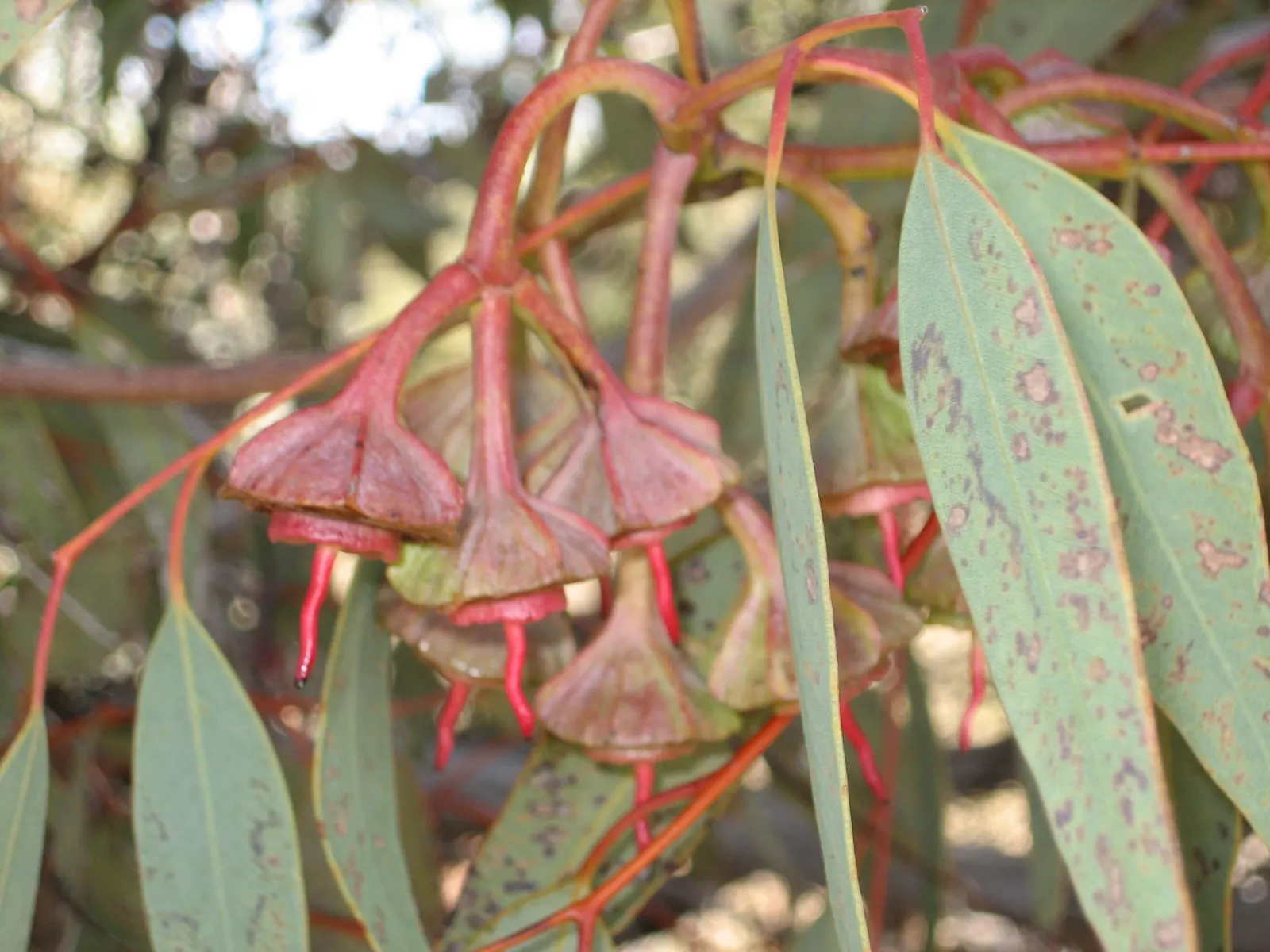 Weeping Acacia (Acacia Pendula) — the Weeping Acacia prefers full sun and well-drained soils; the tree is also tolerant of poor soils