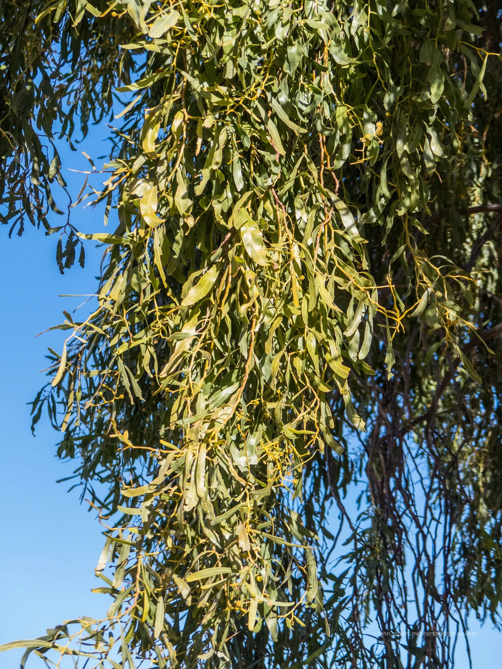 Weeping Acacia (Acacia Pendula) — Hardy to USDA Zone 9, it requires little maintenance once established; creamy-yellow flowers that contrast subtly against its