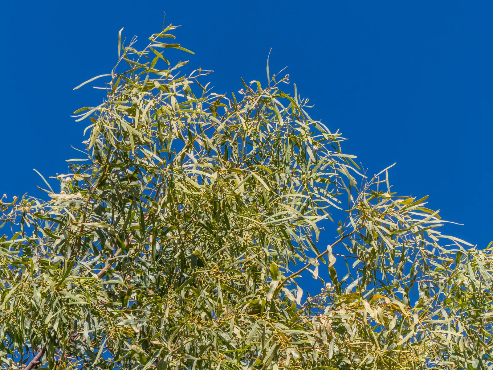 Weeping Acacia (Acacia Pendula) — tree with yellow blooms