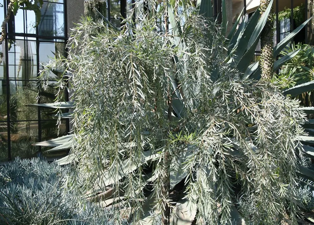 Weeping Acacia (Acacia Pendula) — This evergreen tree produces yellow, rod-shaped flowers amidst its fine leaves; it is drought-tolerant once established