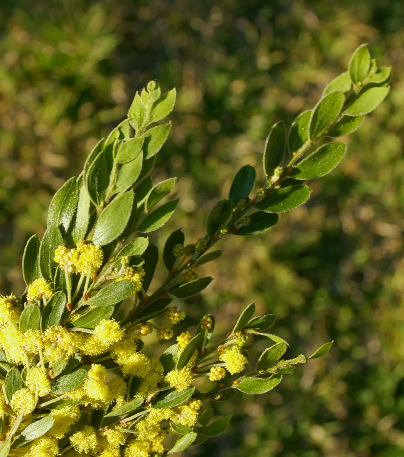Weeping Acacia (Acacia Pendula) — it adds a delicate texture and elegance to xeriscapes while providing minimal shade