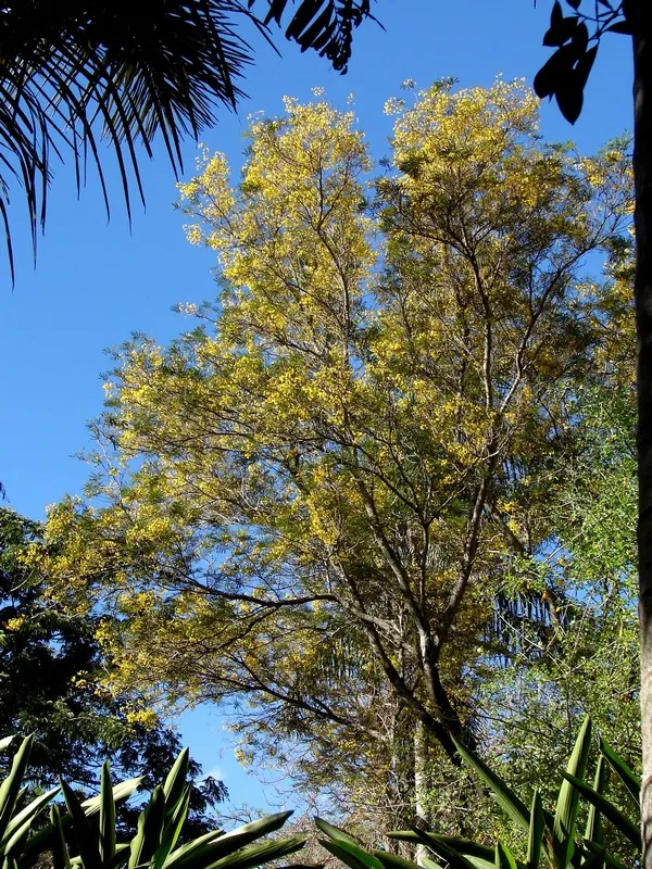 Weeping Acacia (Acacia Pendula) — Native to the arid and semi-arid regions of Australia