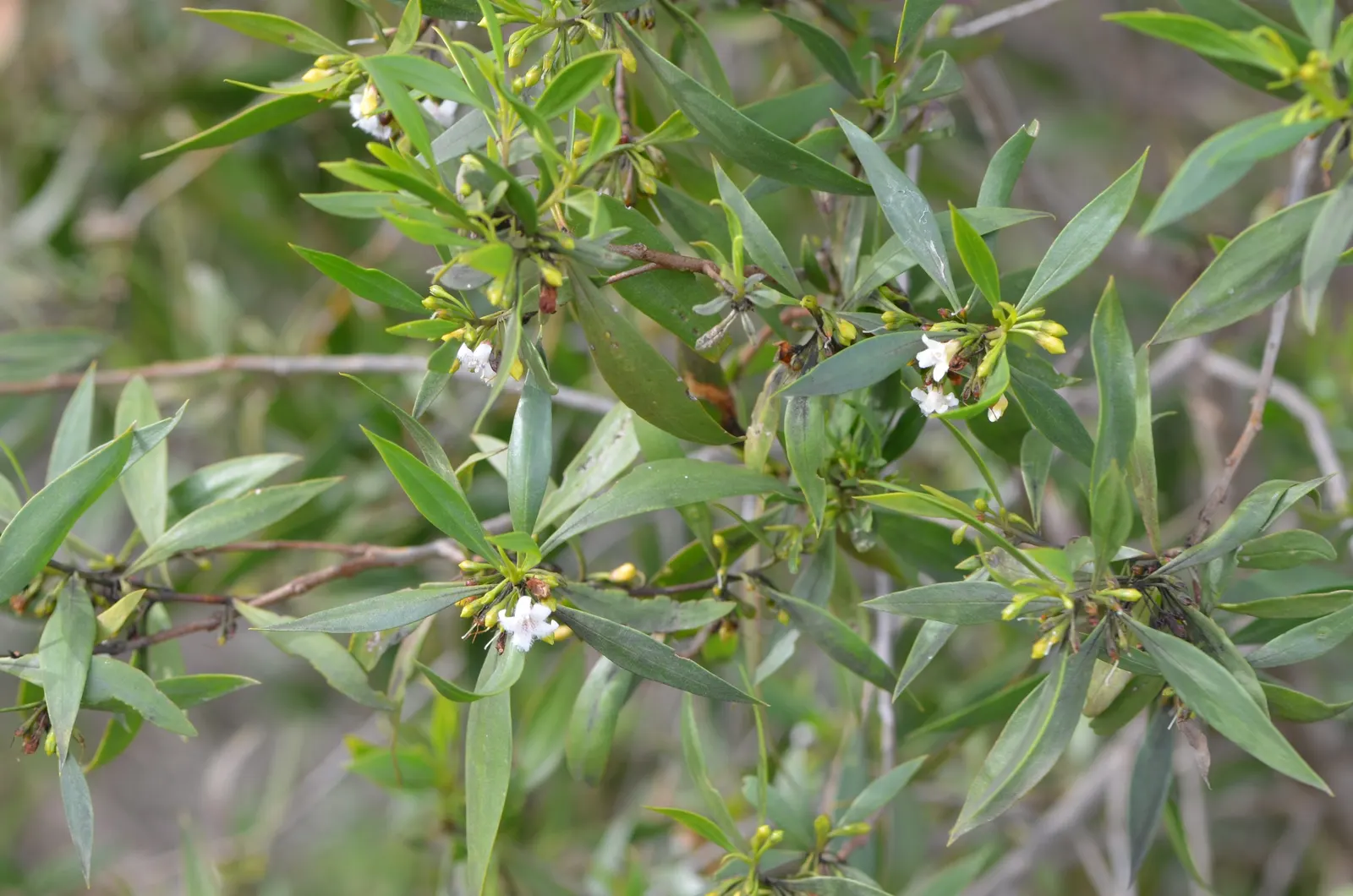 Weeping Acacia (Acacia Pendula) — Hardy to USDA Zone 9, it requires little maintenance once established