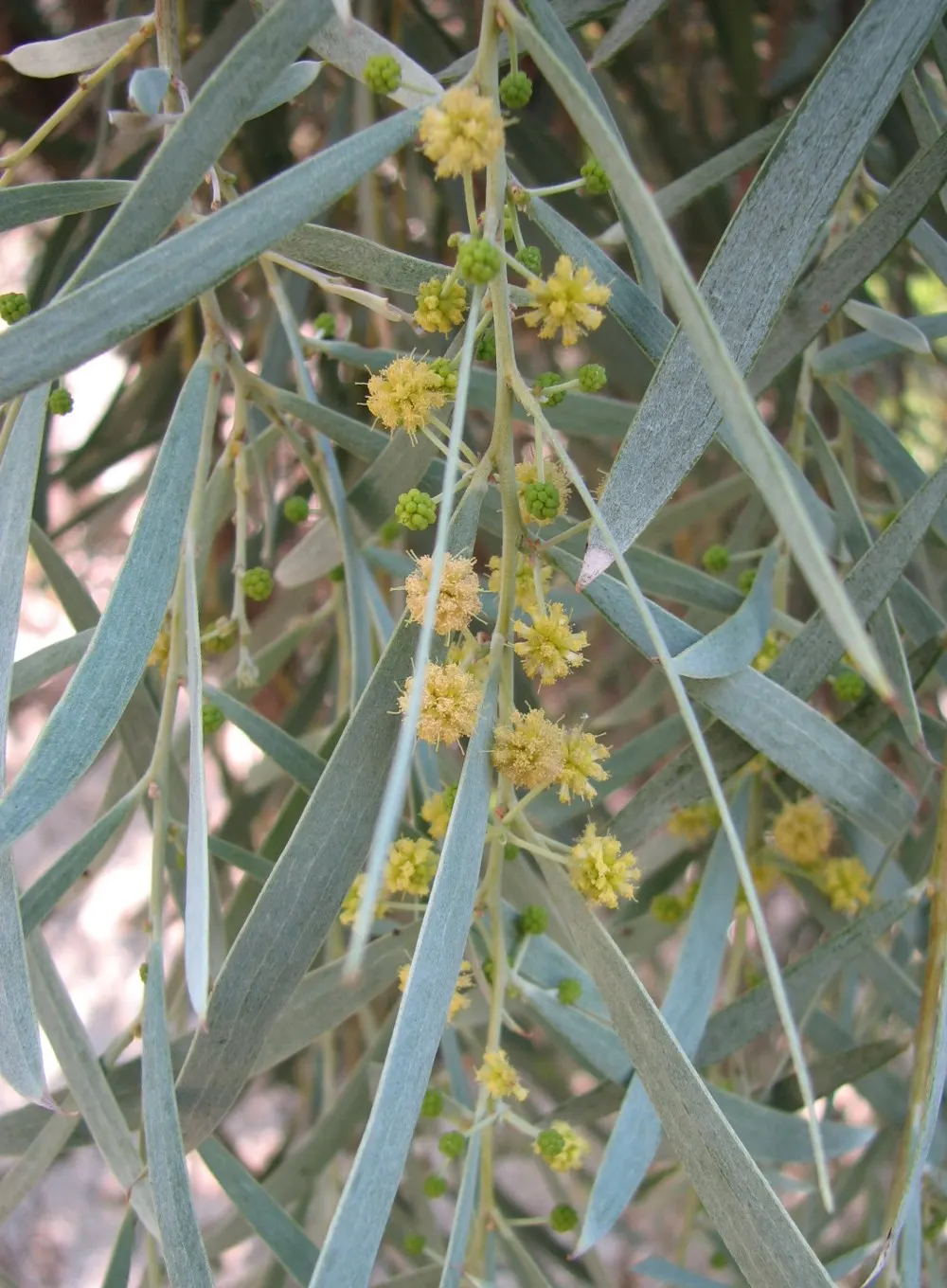 Weeping Acacia (Acacia Pendula) — Preferring full sun and well-drained soils