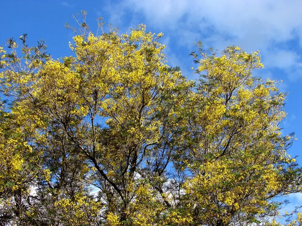 Weeping Acacia (Acacia Pendula) — offering a unique silhouette with its characteristic pendulous foliage