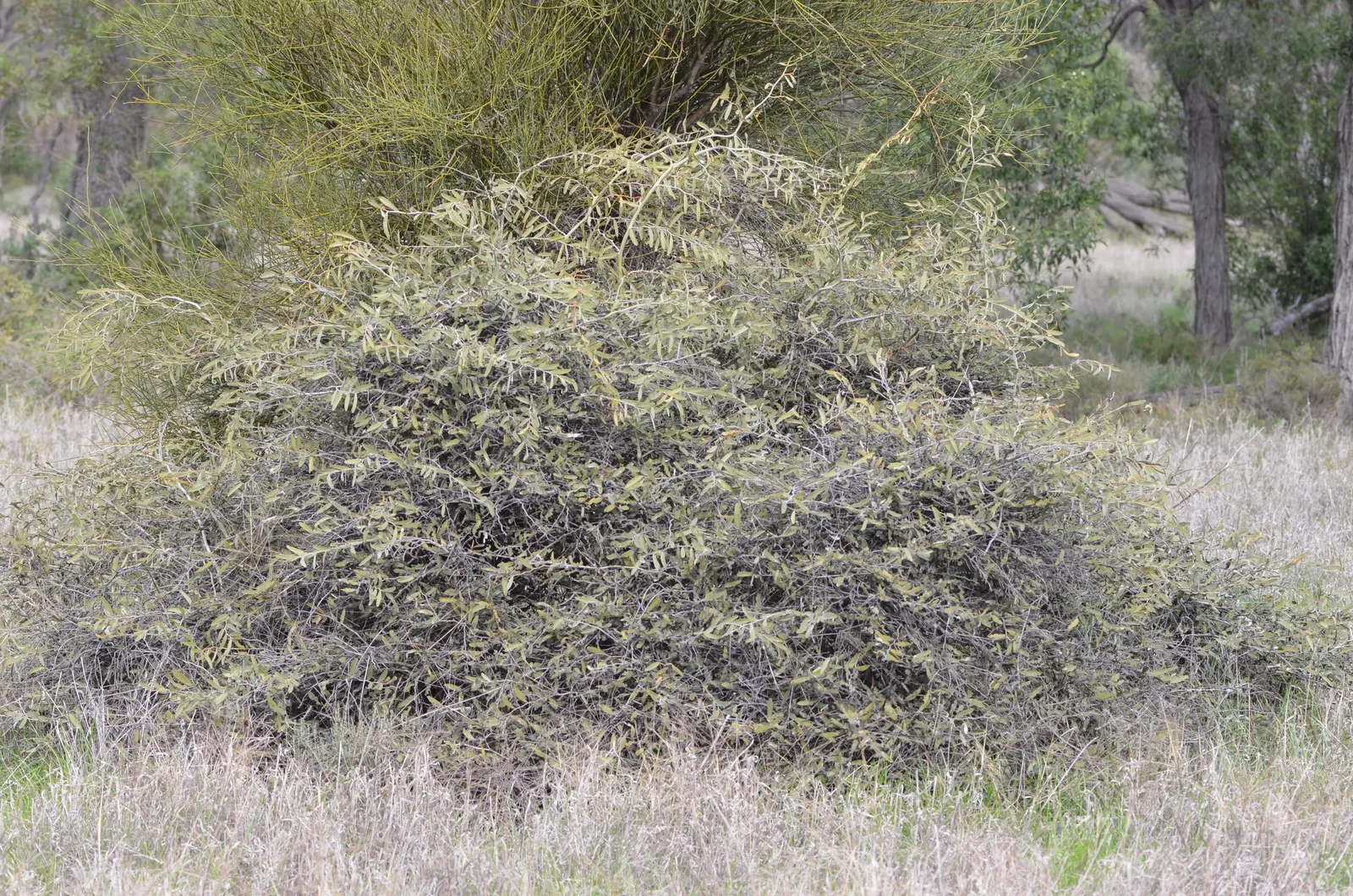 Weeping Acacia (Acacia Pendula) — The Weeping Acacia (Acacia pendula) is a captivating and elegant addition to any landscape design