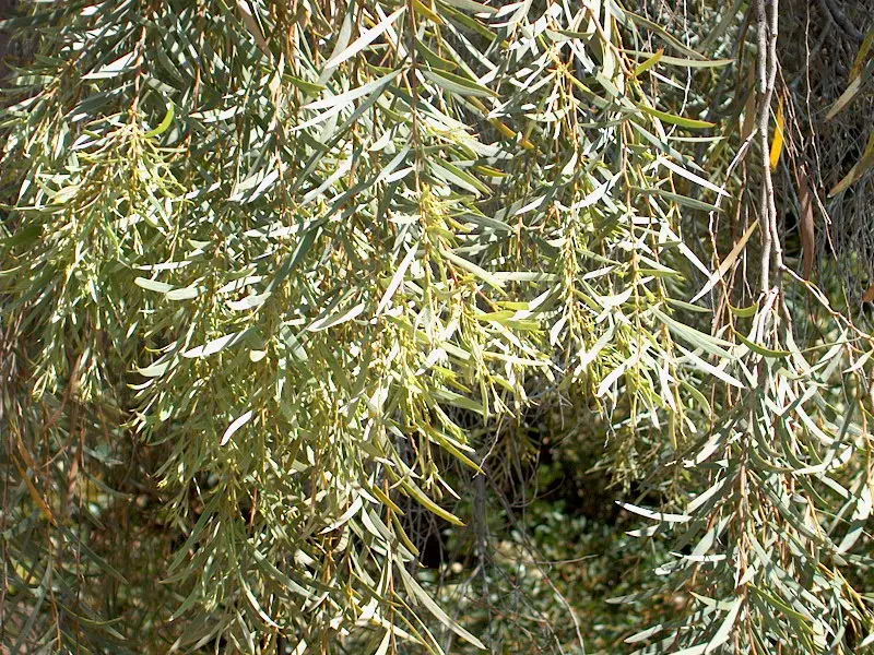 Weeping Acacia (Acacia Pendula) — This evergreen tree produces yellow, rod-shaped flowers amidst its fine leaves