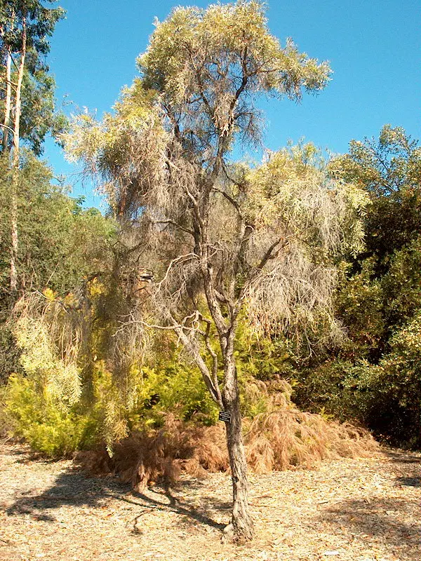 Weeping Acacia (Acacia Pendula) — Its silvery-gray foliage reaches up to 20 feet in height and spreads 15 feet in width