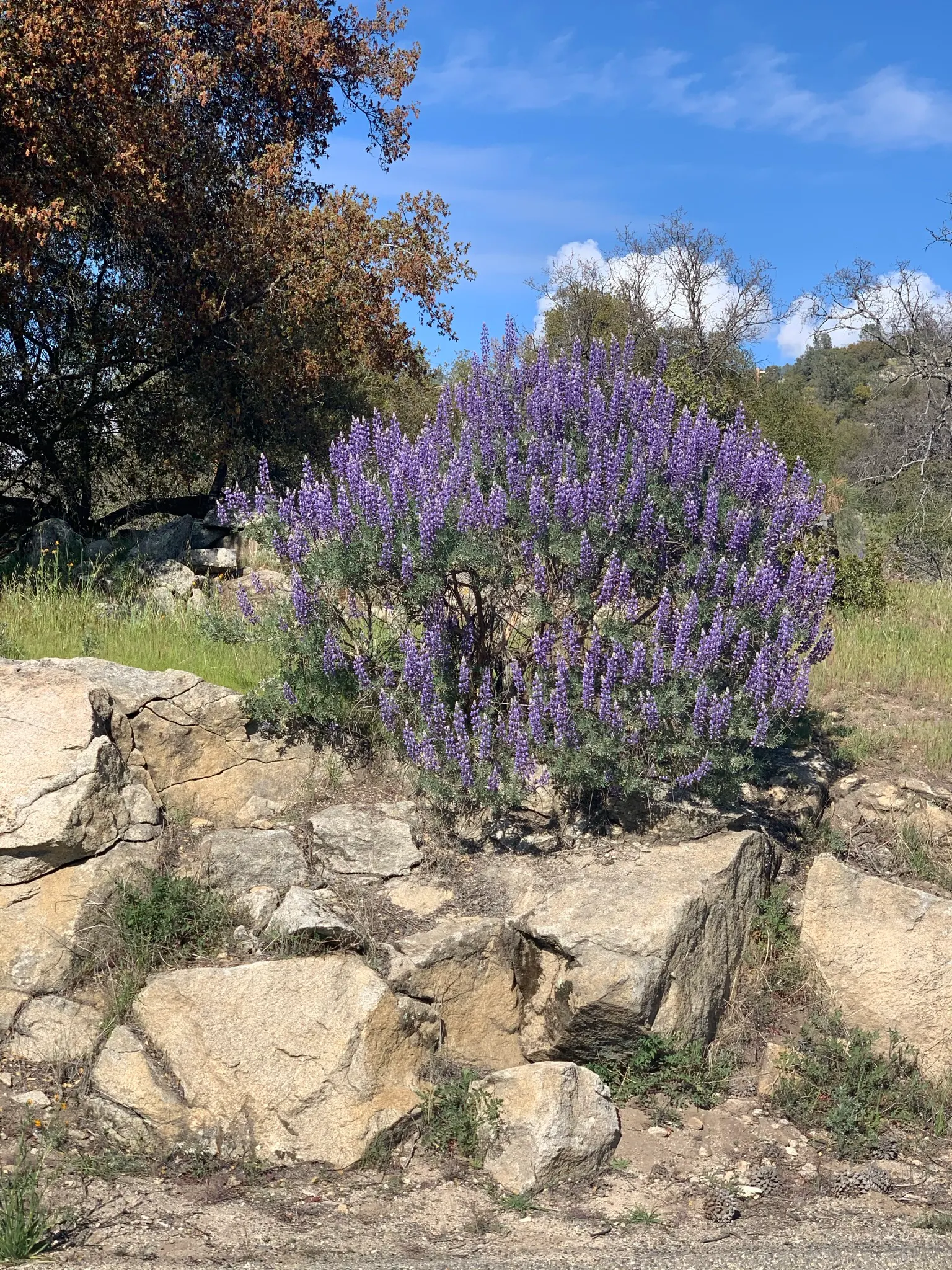 Silver Bush Lupine (Lupinus Albifrons) — it requires well-draining soil and minimal water once established