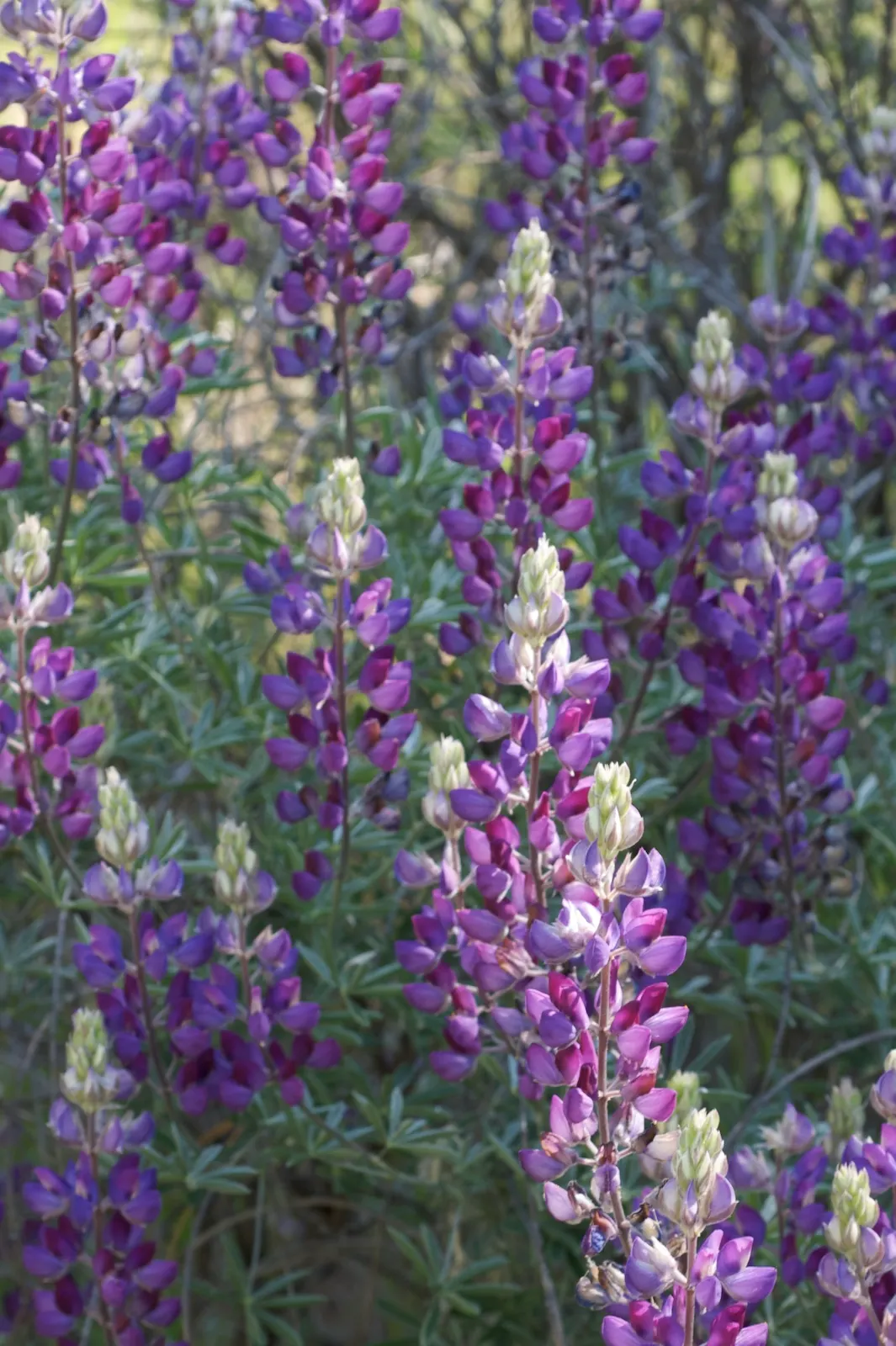 Silver Bush Lupine (Lupinus Albifrons) — Silver Bush Lupine (Lupinus albifrons) is a perennial shrub native to the U.S
