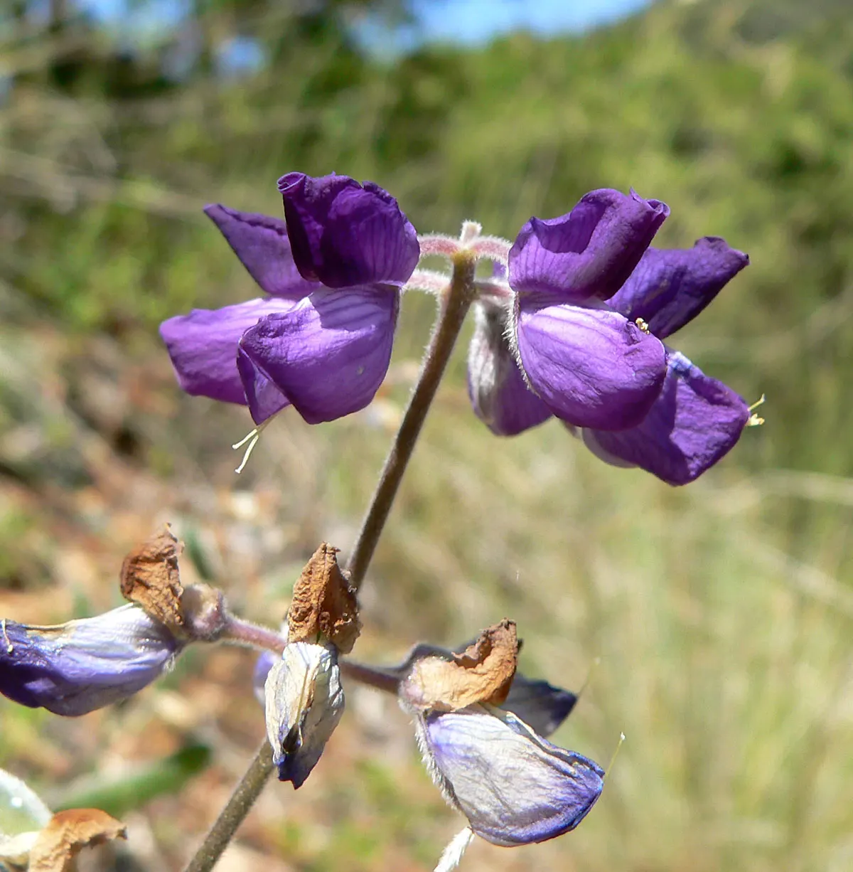 Silver Bush Lupine (Lupinus Albifrons) — Silver Bush Lupine (Lupinus albifrons) is a perennial shrub native to the U.S; this sun-loving plant blooms in
