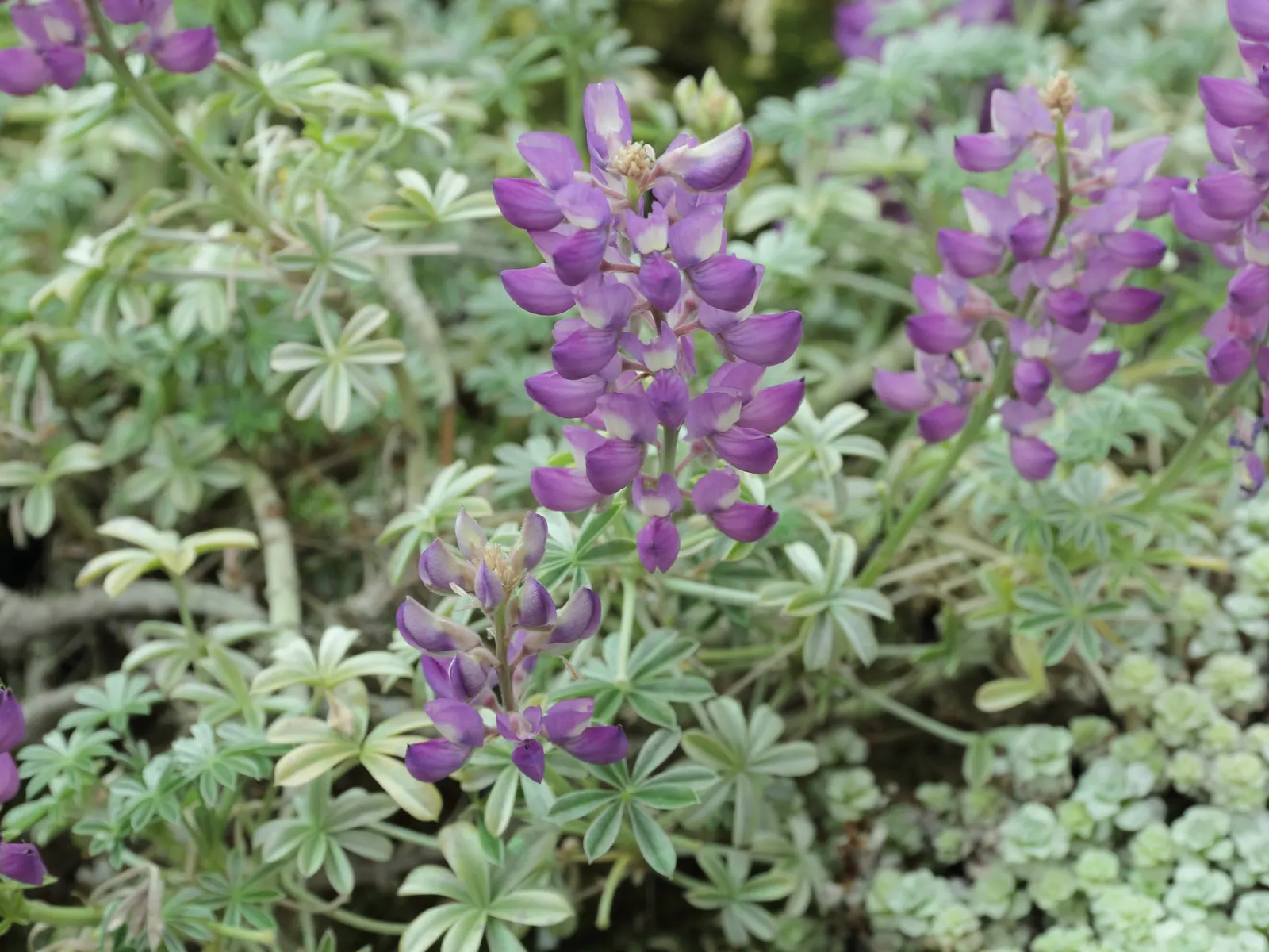 Silver Bush Lupine (Lupinus Albifrons) — The plant prospers in USDA hardiness zones 7 through 10