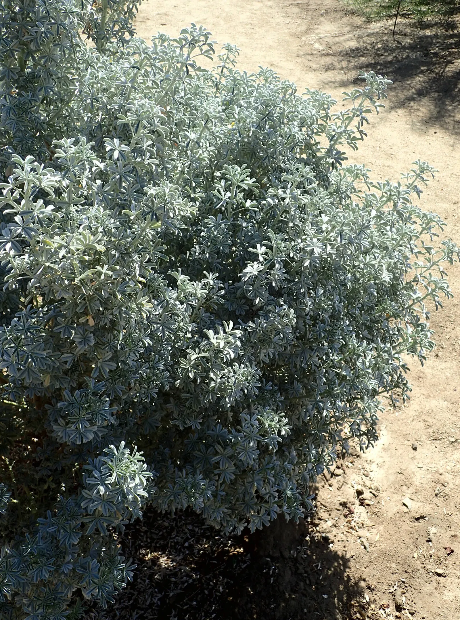 Silver Bush Lupine (Lupinus Albifrons) — making it a sustainable choice for the ecology-conscious gardener