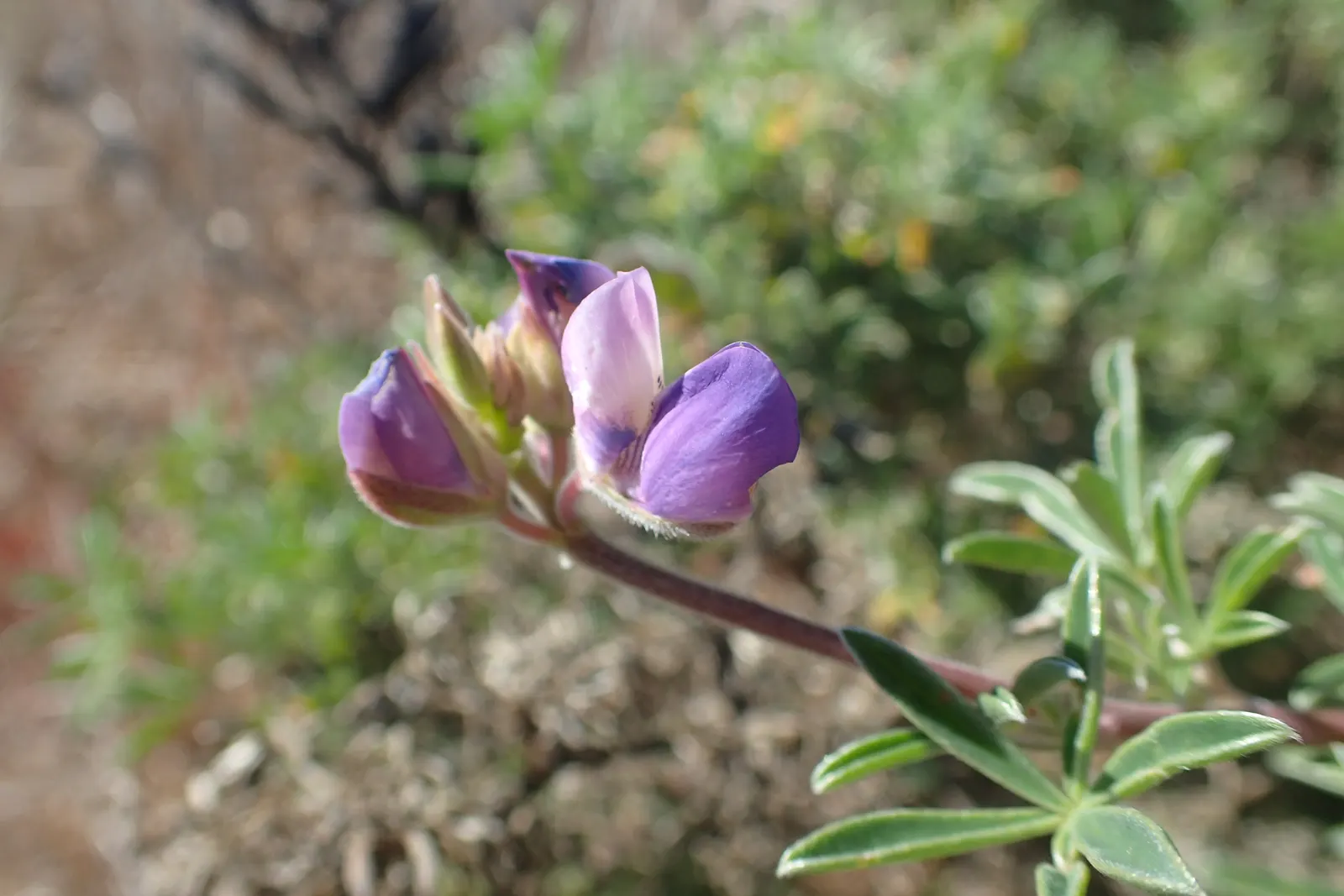 Silver Bush Lupine (Lupinus Albifrons) — Thriving in USDA zones 7-10, it boasts a height/spread of 3-5 ft and 2-4 ft respectively