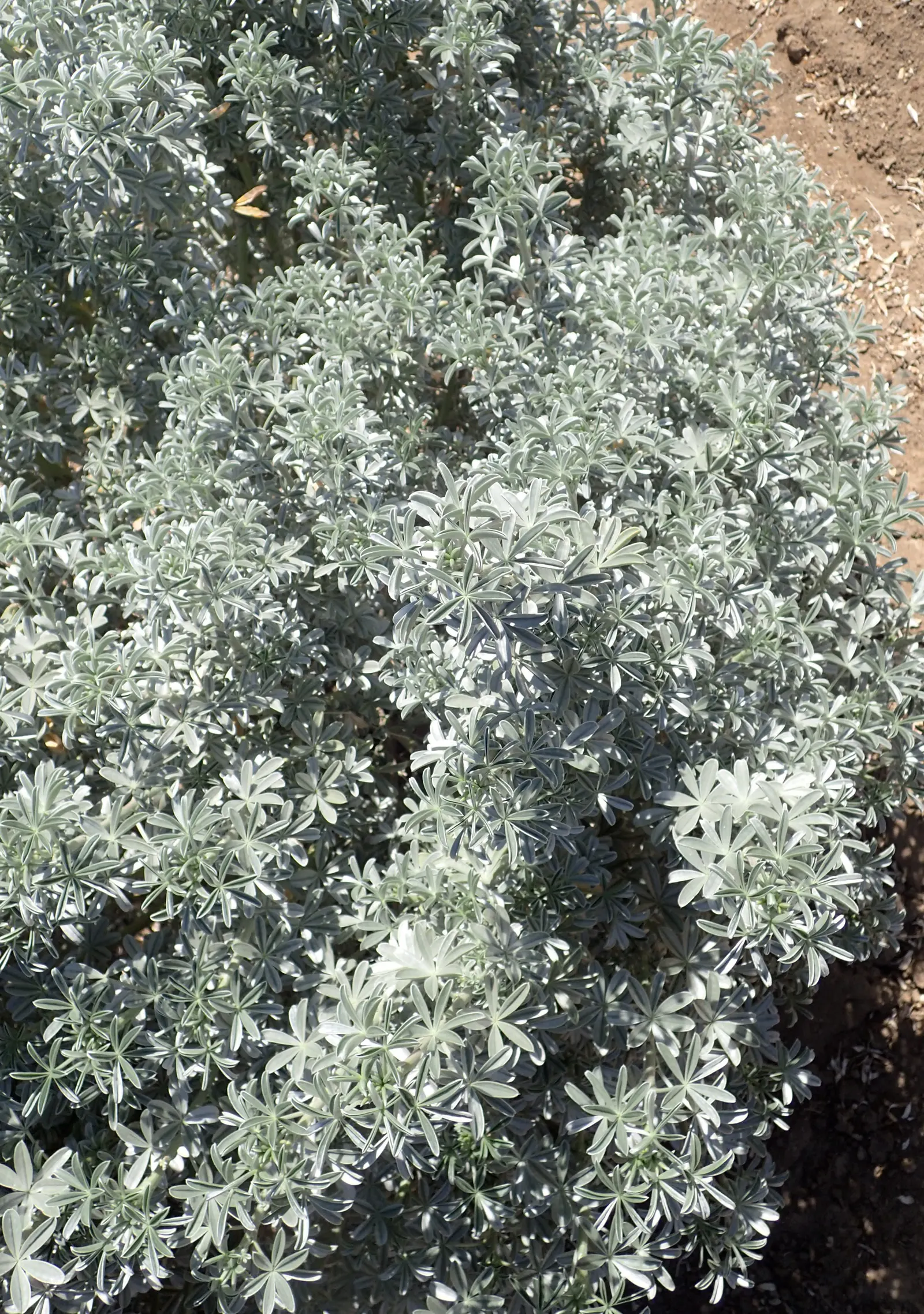 Silver Bush Lupine (Lupinus Albifrons) — it requires minimal watering once established
