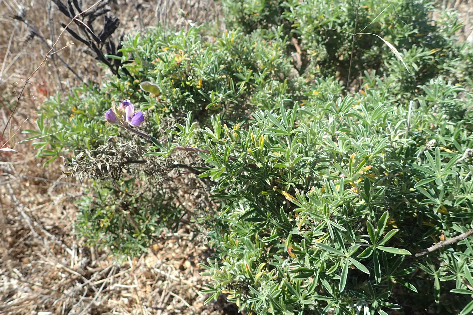 Silver Bush Lupine (Lupinus Albifrons) — multi-colored and purple flowers in the garden