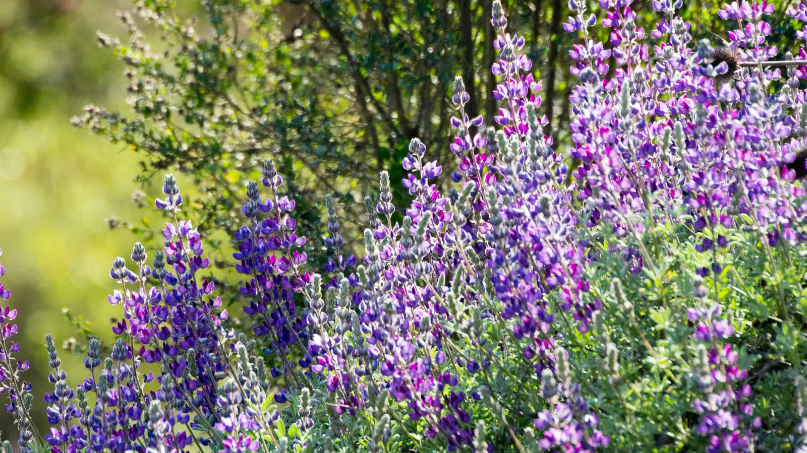 Silver Bush Lupine (Lupinus Albifrons) — which can extend up to 1 foot above the foliage