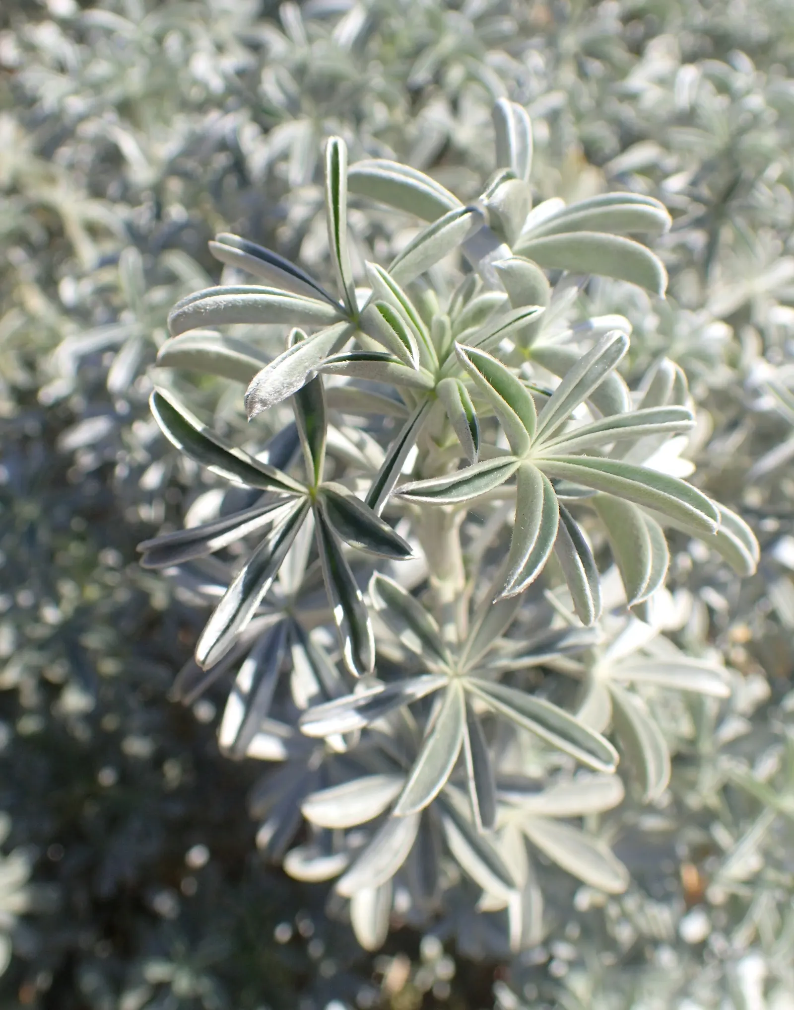 Silver Bush Lupine (Lupinus Albifrons) — avoid overwatering and provide ample space for air circulation to prevent any potential mildew growth