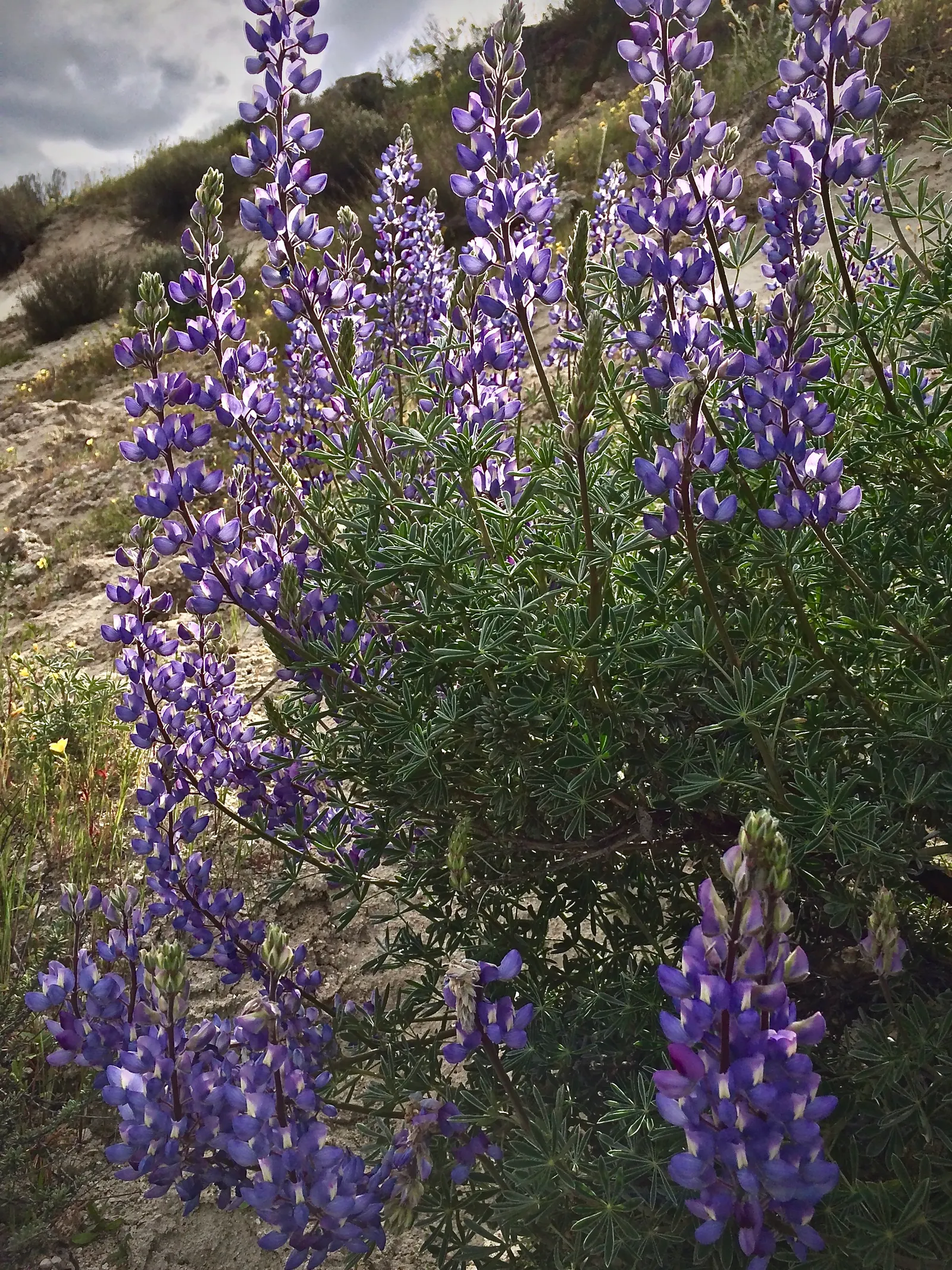 Silver Bush Lupine (Lupinus Albifrons) — the shrub is adorned with vibrant spikes of predominantly blue to violet flowers