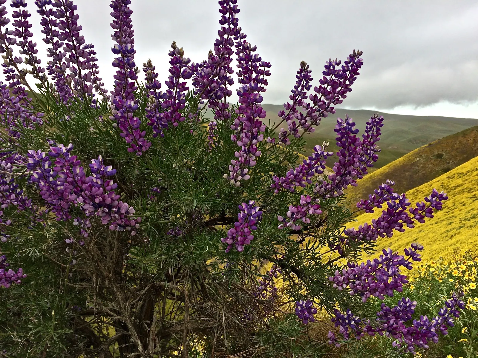 Silver Bush Lupine (Lupinus Albifrons) — or amidst a mix of wildflowers for a tapestry of color and texture