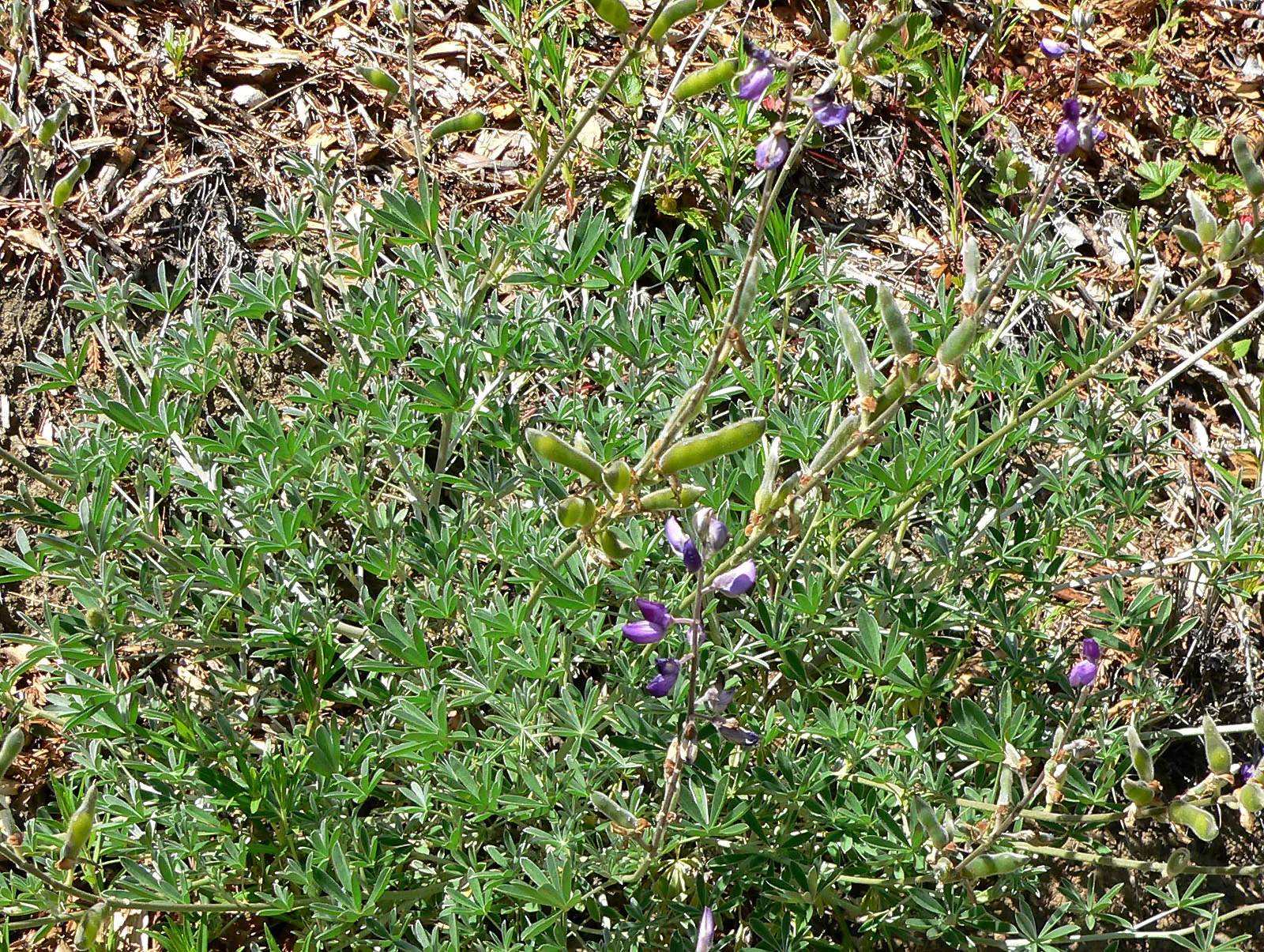 Silver Bush Lupine (Lupinus Albifrons) — Distinctive for its silver-foliage and spires of purple-blue flowers
