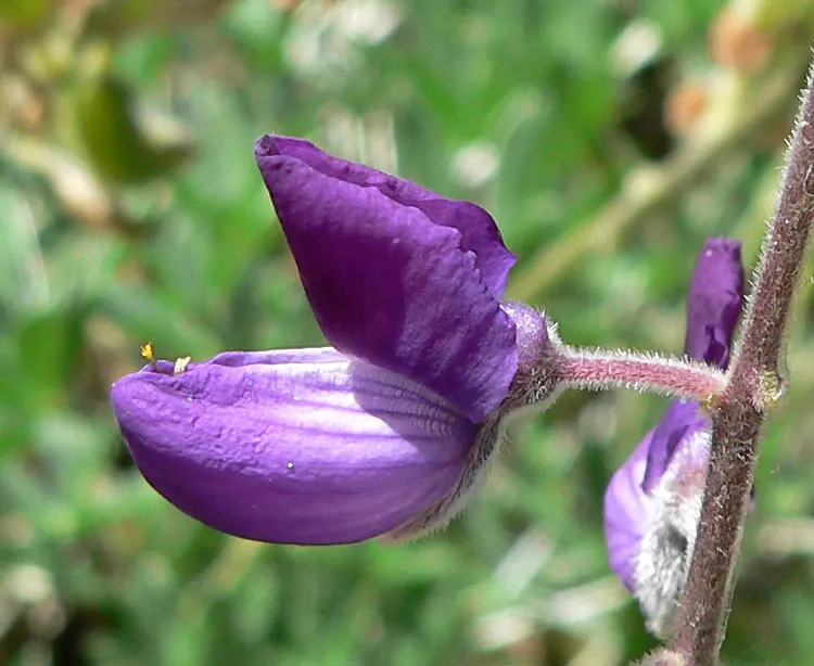Silver Bush Lupine (Lupinus Albifrons) — this sun-loving plant blooms in spring-early summer