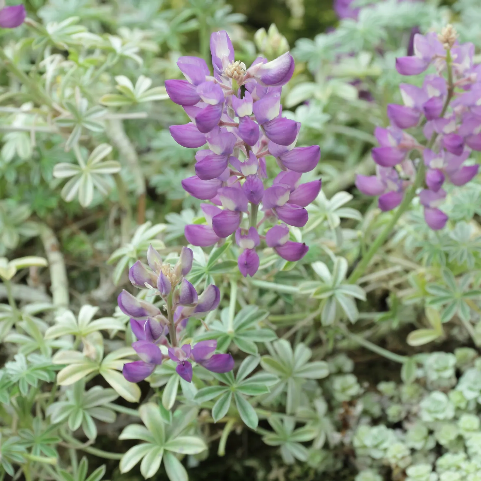 Silver Bush Lupine (Lupinus Albifrons) — As a low-maintenance plant