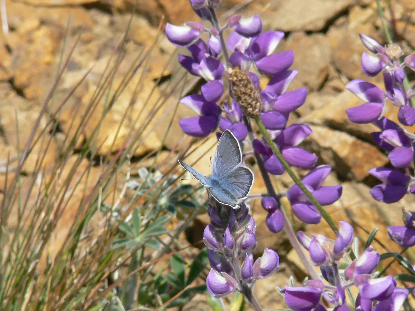 Silver Bush Lupine (Lupinus Albifrons) — with a spread of 4 to 5 feet
