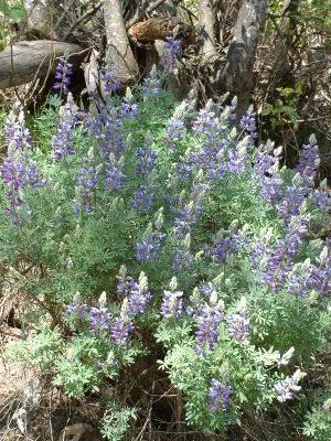 Silver Bush Lupine (Lupinus Albifrons) — attracting pollinators while being deer-resistant
