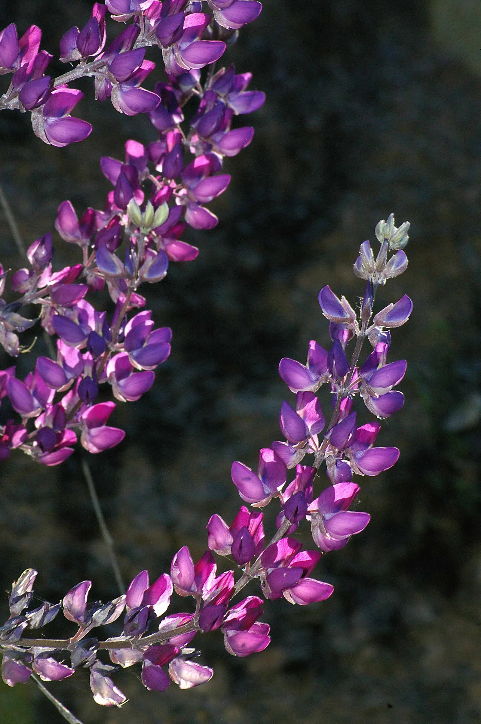 Silver Bush Lupine (Lupinus Albifrons) — perennial with multi-colored and purple blooms