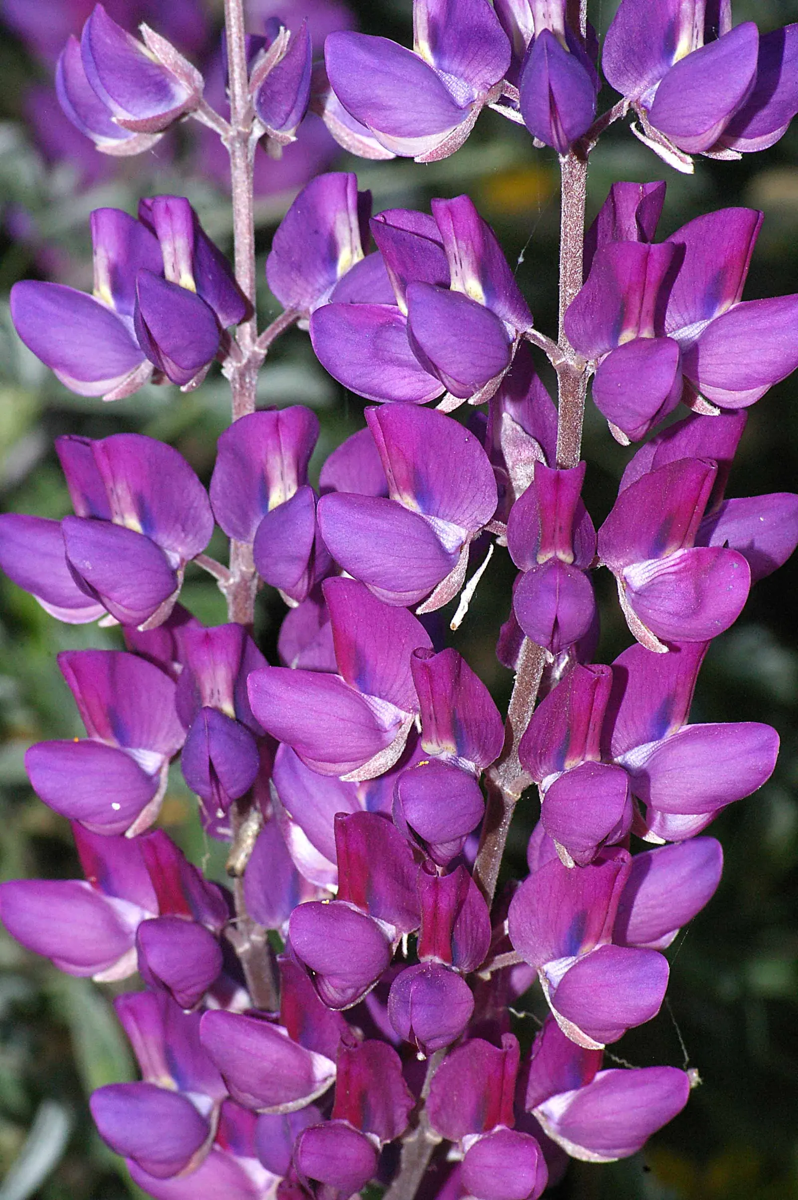 Silver Bush Lupine (Lupinus Albifrons) — perennial for full