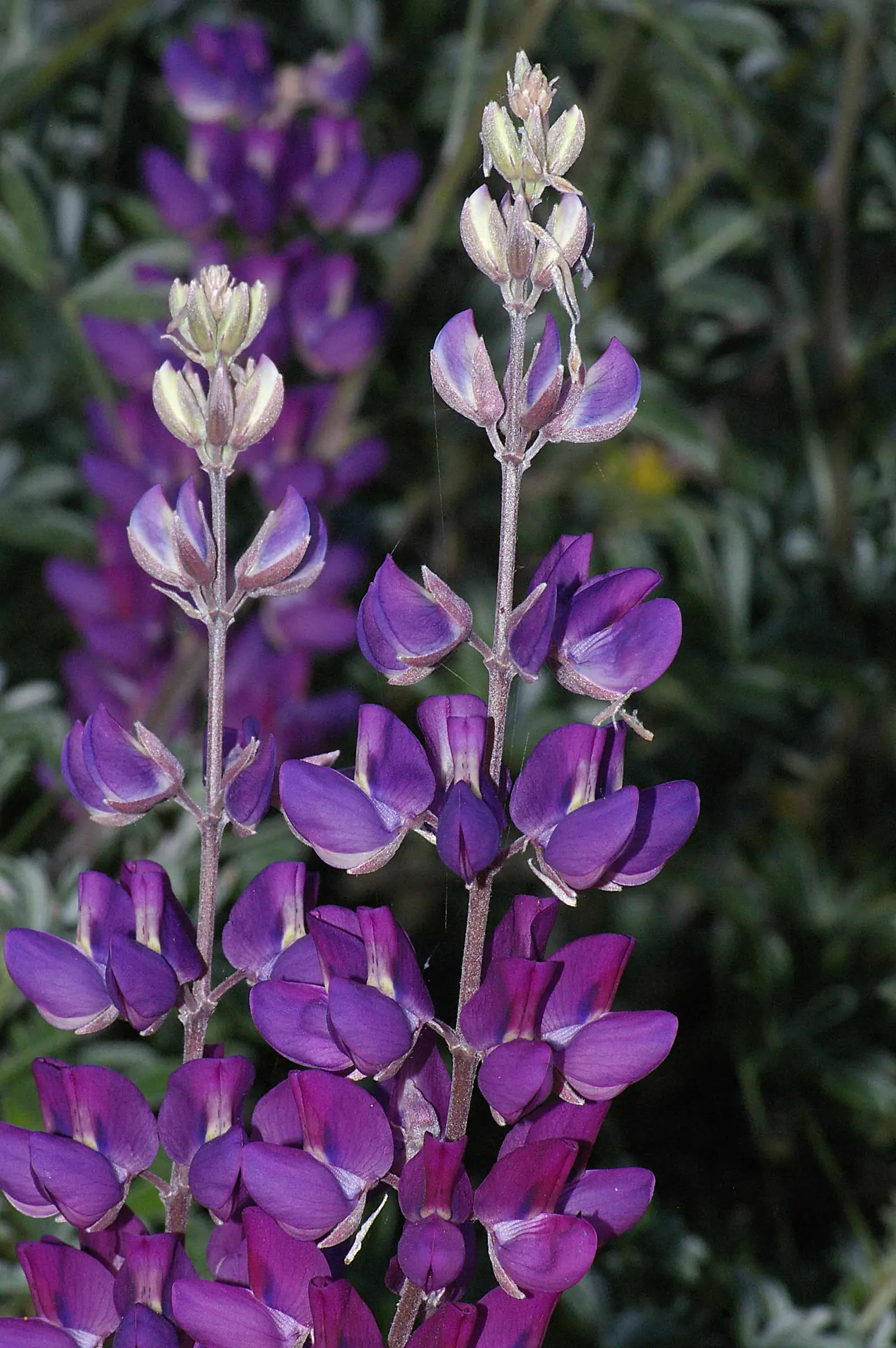 Silver Bush Lupine (Lupinus Albifrons) — Thriving in USDA zones 7-10, it boasts a height/spread of 3-5 ft and 2-4 ft respectively; or amidst a mix of