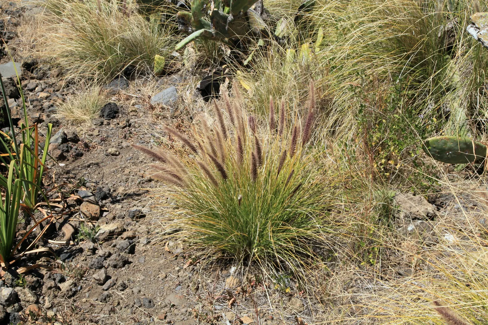 Tender Fountain Grass (Pennisetum Setaceum) — It reaches a height of 3 to 5 feet with a similar spread, adding texture and motion to garden landscapes