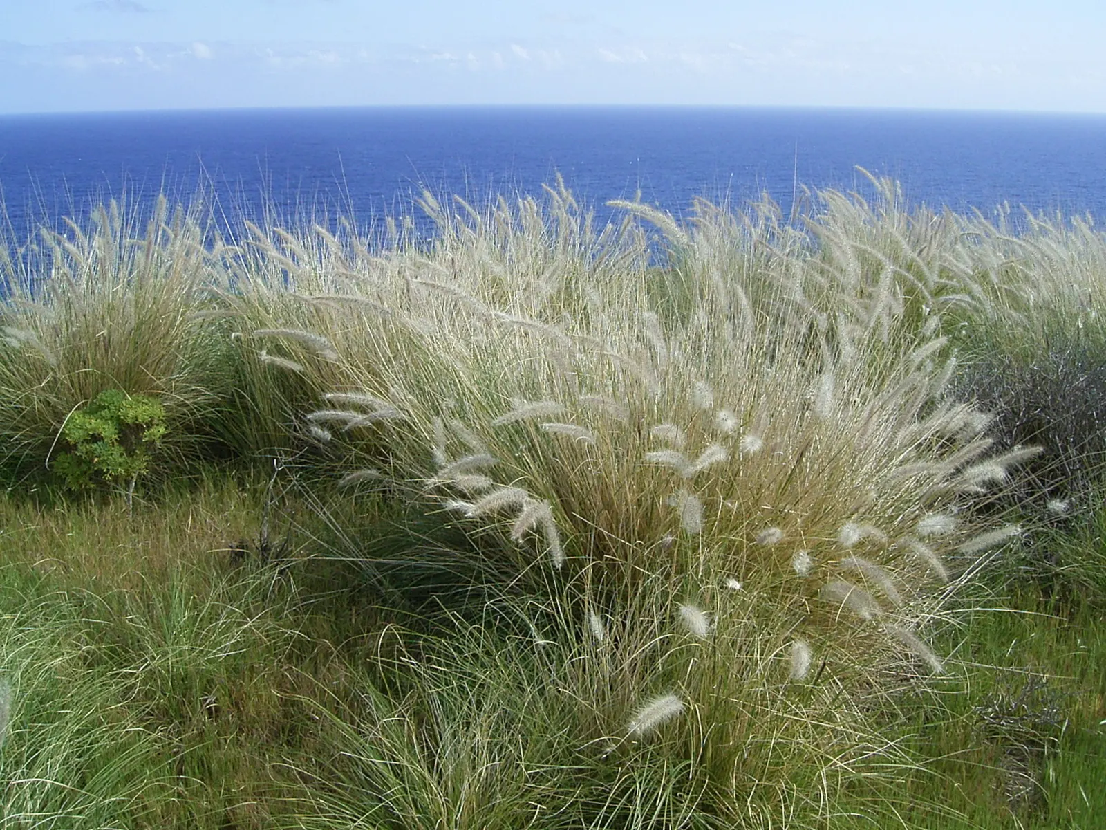 Tender Fountain Grass (Pennisetum Setaceum) — grass with purple blooms; making it a low-maintenance option for xeriscapes or dry gardens