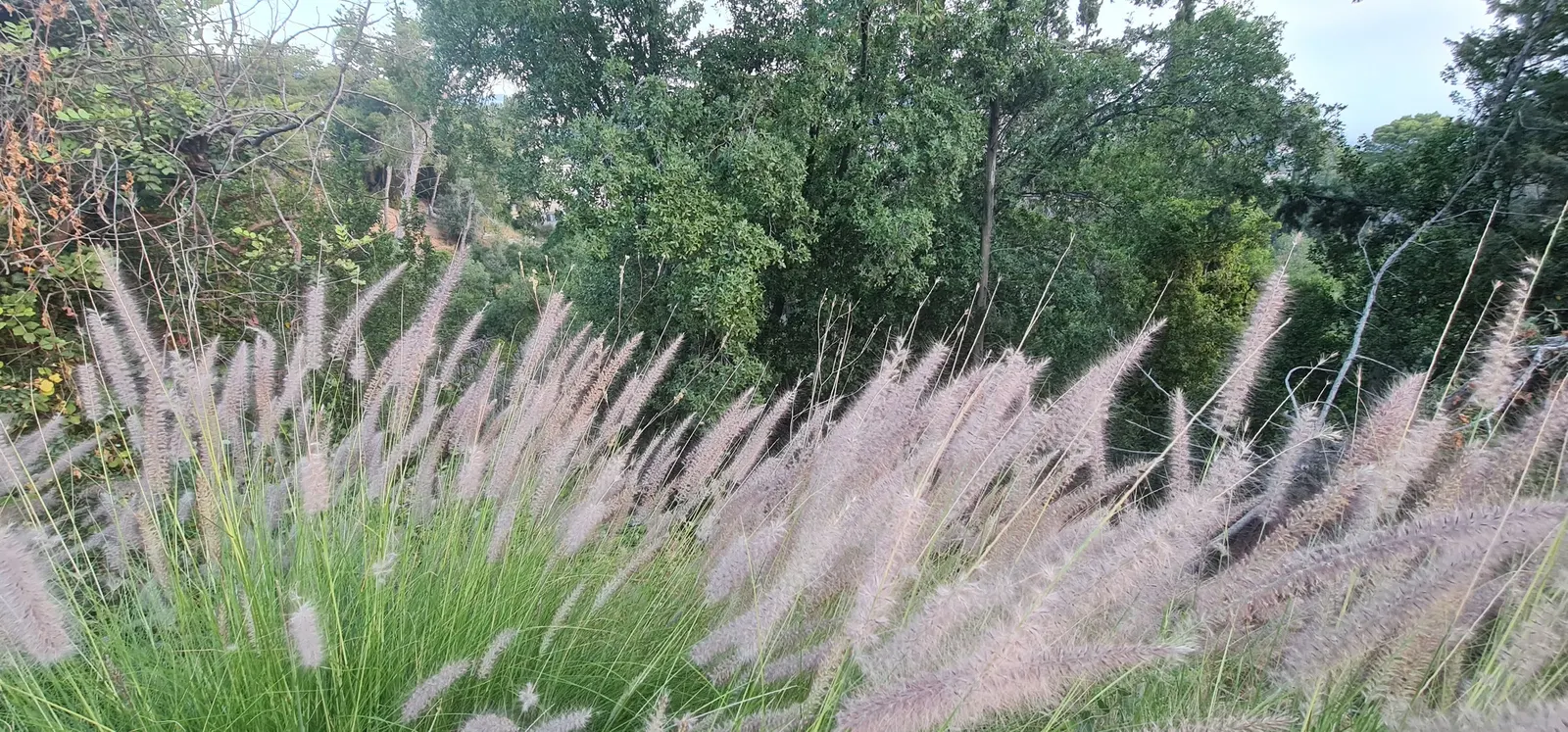 Tender Fountain Grass (Pennisetum Setaceum) — It reaches a height of 3 to 5 feet with a similar spread, adding texture and motion to garden landscapes; it's