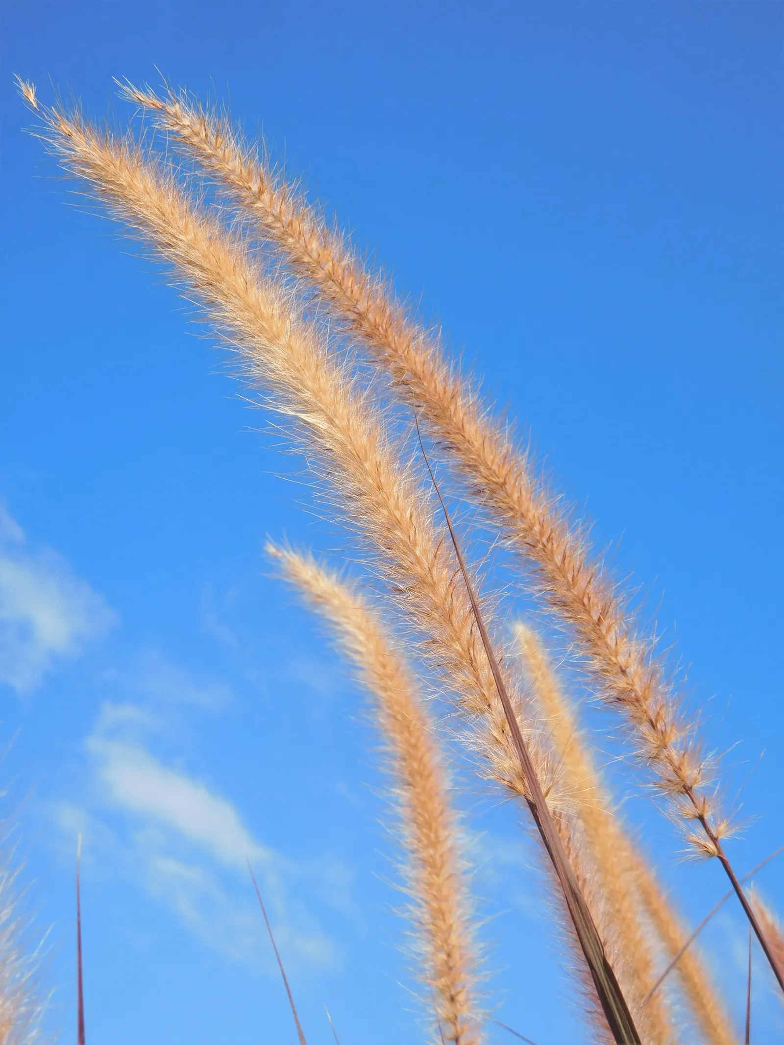 Tender Fountain Grass (Pennisetum Setaceum) — or serves as an eye-catching specimen plant; pennisetum setaceum serves as an excellent backdrop for