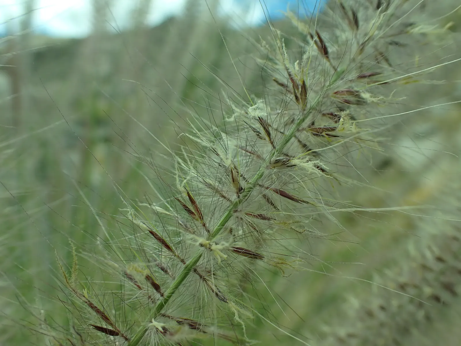 Tender Fountain Grass (Pennisetum Setaceum) — Regular watering will, however, promote the most vigorous growth; thriving in full sun to part shade conditions