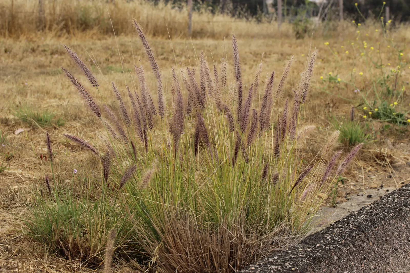 Tender Fountain Grass (Pennisetum Setaceum) — which soar above the foliage and exhibit a rosy-hue to purplish color; deadheading is not necessary