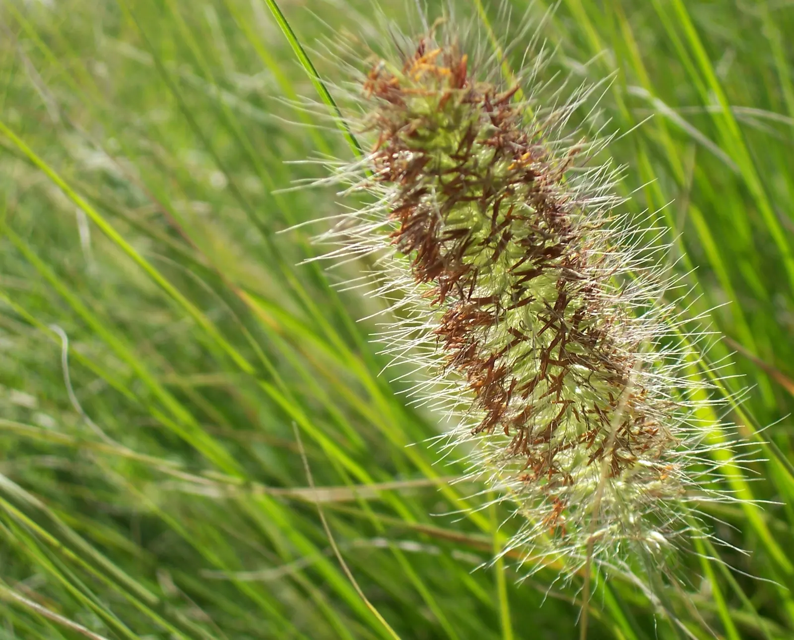 Tender Fountain Grass (Pennisetum Setaceum) — Deadheading is not necessary