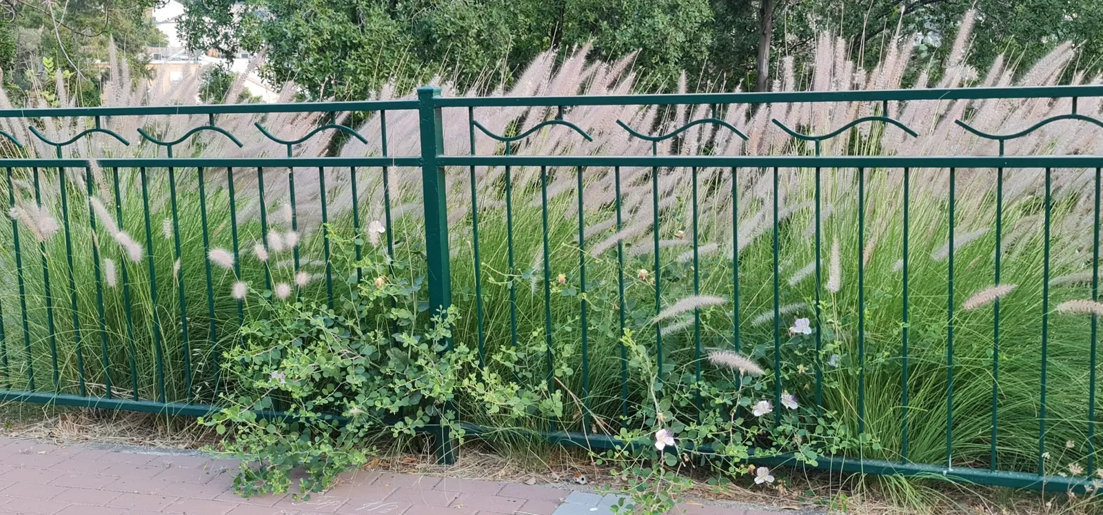 Tender Fountain Grass (Pennisetum Setaceum) — more commonly known as Tender Fountain Grass